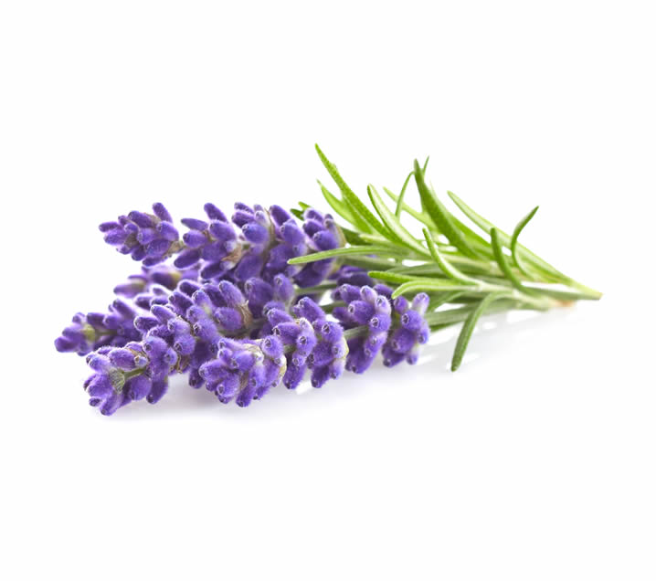 Lavender at Sanctuary of Integration Wellness Center in Northern Kentucky, promoting relaxation and massage therapy services.